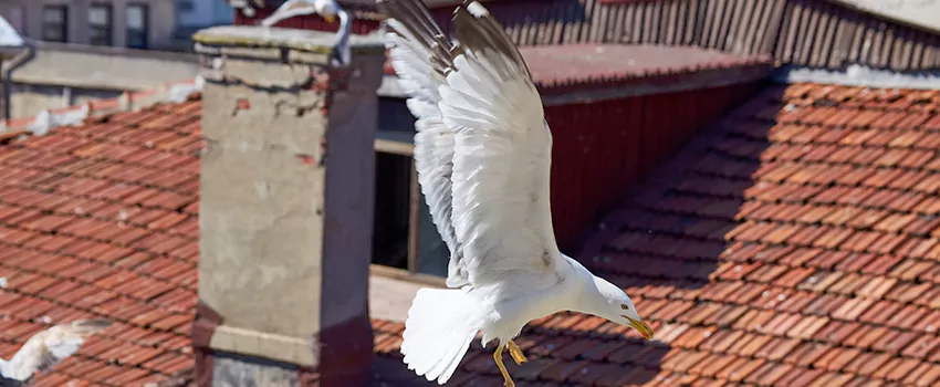 Residential Chimney Animal Removal Solution in Pearl River, NY