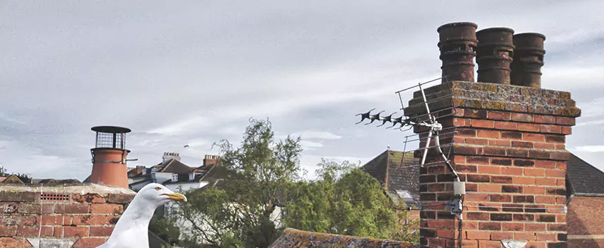 Chimney Cleaning And Restoration in Pearl River, New York